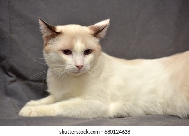 Snowshoe Cat