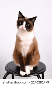 Snowshoe Cat Breed Sitting On The Chair