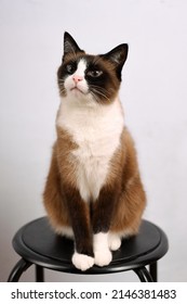 Snowshoe Cat Breed Sitting On The Chair