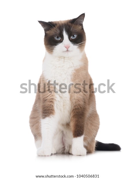 Snowshoe Cat Grumpy Unapproving Face Looking Stock Photo (edit Now 