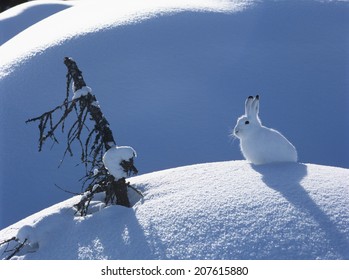 Snowshoe Hare