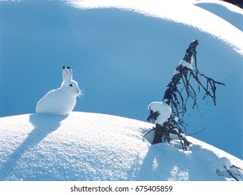 Snowshoe Hare