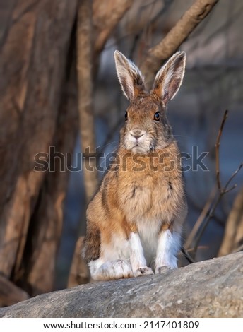 Snowshoe hare with its brown coat sitting on a rock in spring in Canada
