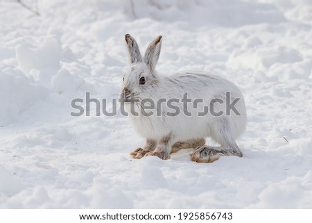 Snowshoe hare with brown feet in the snow in winter