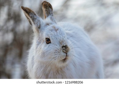 Snowshoe Hare Close Up