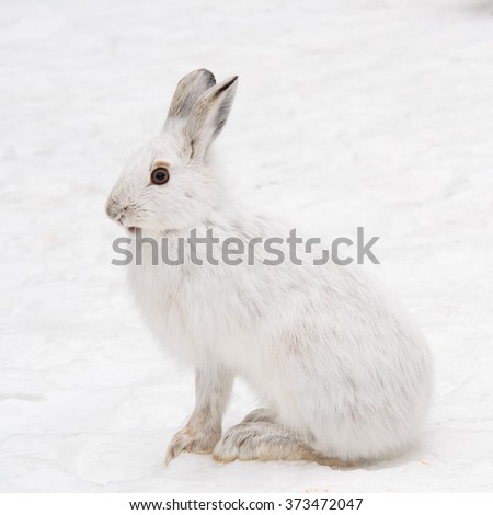 snowshoe hare in eastern ontario winter