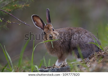 Snowshoe Hare eating grass; northern Washington, near the Canadian border; pacific northwest wildlife / animals / nature
