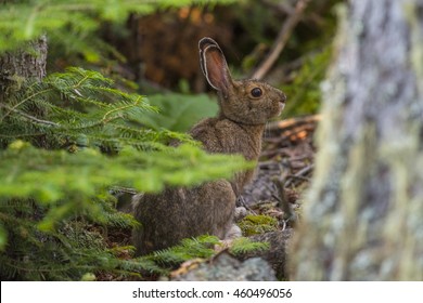 Snowshoe Hare In Isle Royale