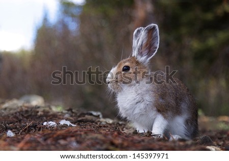 Snowshoe Hare, lepus americanus in between winter and summer pelage   varying hare half brown half white fur
