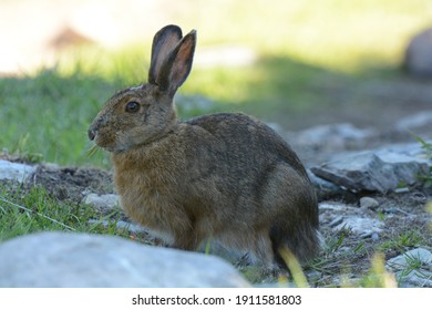 Snowshoe Hare. Lepus americanus. Witless Bay, Newfoundland, Canada. 26 June 2015