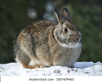 Snowshoe Hare Rabbit - Lepus Americanus - Or Varying Hare On Snow In Winter