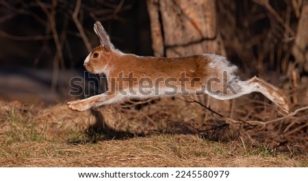 Snowshoe hare running through the spring meadow in Canada