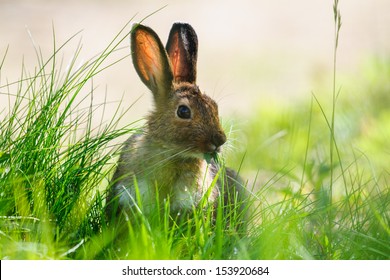 Snowshoe Hare in summer colours feeding on grass