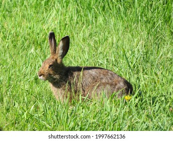 A Snowshoe Hare at Tally Lake Campground in Northwest Montana - Shutterstock ID 1997662136