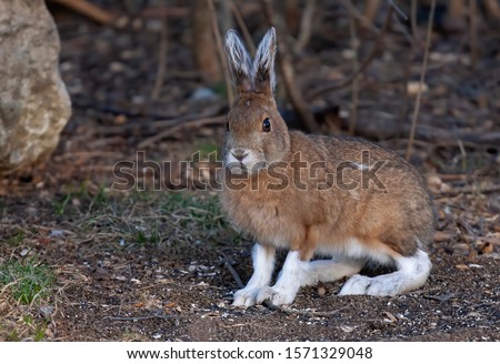 Snowshoe hare or Varying hare with brown coat closeup in spring in Canada