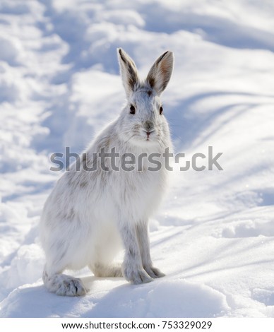 Snowshoe hare or Varying hare standing  in the winter snow in Canada