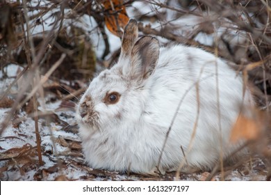 Snowshoe Hare In Its White Winter Pelage. 