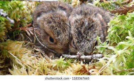 Snowshoe Hare Young