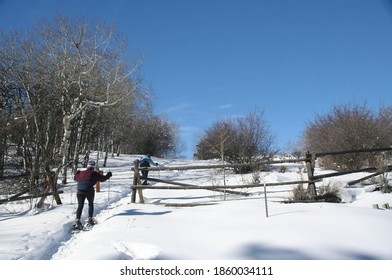 Snowshoe Hiker With Wooden Rail Fence & Bare Aspens,Cordillera,Colorado