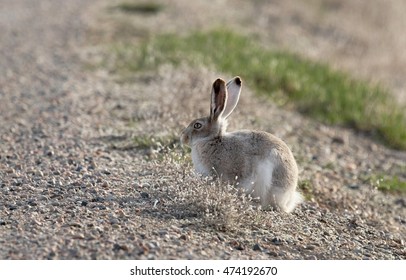 Snowshoe Rabbit