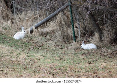 Snowshoe Rabbits Sure Do Stand Out In Their White Fur, But Not For Long While They Start To Change In Color As We've Entered Spring.  