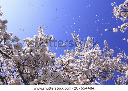 Similar – Image, Stock Photo When cherries dance.