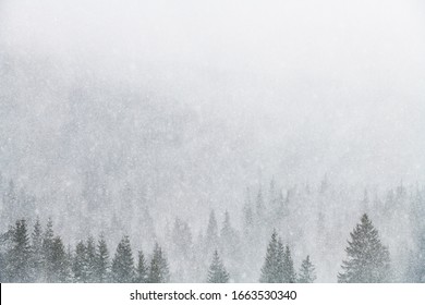 Snowstorm In Winter Mountains. Snowy Spruce And Pine Forest. Landscape Photography