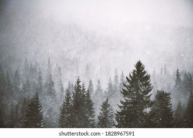 Snowstorm In Winter Mountains. Snowy Spruce And Pine Forest. Landscape Photography