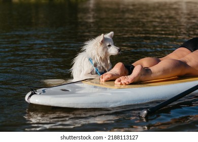 Snow-White Dog Breed Japanese Spitz Swimming In Lake Water And Trying To Get On The Sup Board With Human On It