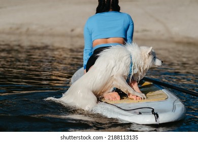 Snow-White Dog Breed Japanese Spitz Swimming In Lake Water And Trying To Get On The Sup Board With Human On It