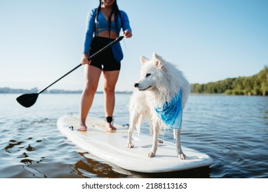 Snow-White Japanese Spitz Dog Standing on Sup Board, Woman Paddleboarding with Her Pet on City Lake Early Morning