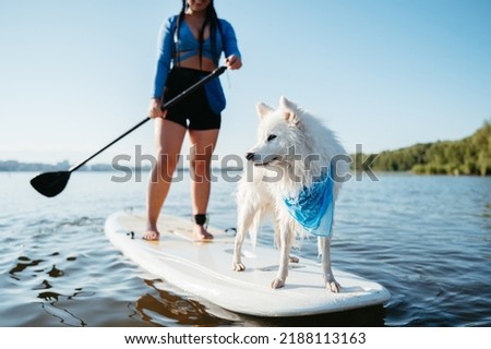 Snow-White Japanese Spitz Dog Standing on Sup Board, Woman Paddleboarding with Her Pet on City Lake Early Morning