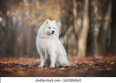 A snow-white Samoyed sitting against the background of a bright autumn landscape