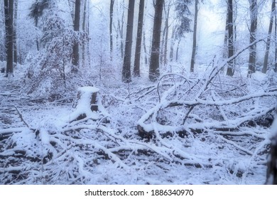Snowy afternoon in a frosty forest in the Eifel