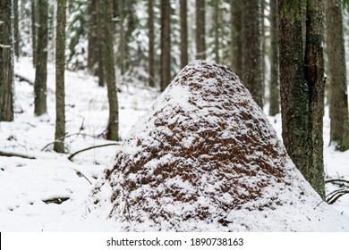 Snowy Ant Hill In The Winter Forest. Ant Hill Covered With Fresh Powder Snow. Taevaskoja Hiking Trail. Ant-hill Next To The Tree. Insects Winter House. Termite Hill Located In The Forest. Termite Nest