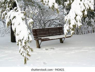 Snowy bench under a pine tree