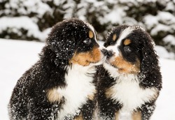 Snowy Bernese Mountain Dog Puppets Sniff Each Others