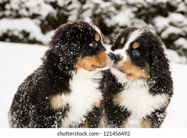 Snowy bernese mountain dog puppets sniff each others