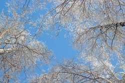 Snowy Birch Treetops Against Blue Sky. Natural Winter Background Of The Crowns Trees. Bottom View