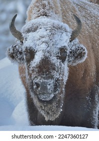 Snowy Bison (Bison bison), Yellowstone National Park, Wyoming - Shutterstock ID 2247360127