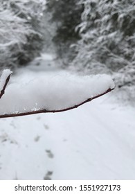 Snowy Branch On A Deer Tracked Rural Road.