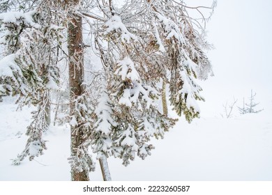 Snowy Branches On A Pine Tree