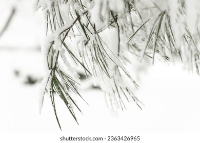 Snowy branches of a pine tree in winter - Shutterstock ID 2363426965