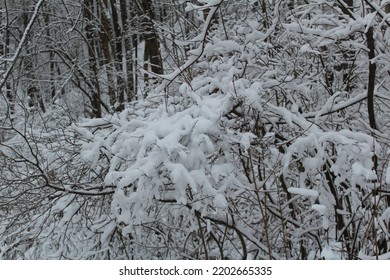 Snowy Bushes Beside Hiking Trail 