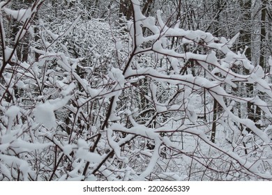 Snowy Bushes Beside Hiking Trail 