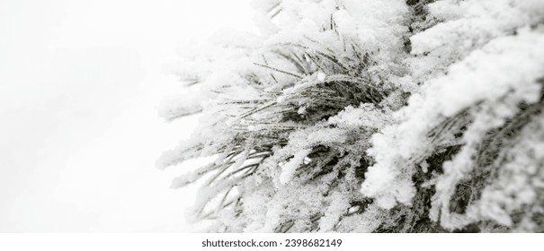 Snowy cedar tree branches on white background. Forest care, wood conservation, reforestation. Beauty in nature. Winter monochrome banner. Copy space. Close up. Soft focus. Selective focus.