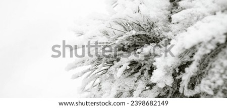Snowy cedar tree branches on white background. Forest care, wood conservation, reforestation. Beauty in nature. Winter monochrome banner. Copy space. Close up. Soft focus. Selective focus.