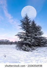 Snowy Christmas Landscape. Moonlit Night. Winter Forest In The Snow. Full Moon Sky. Natural Background In Blue Colors.Snow, Fog. Dark Night In The Forest With Moonlight. Night Vision