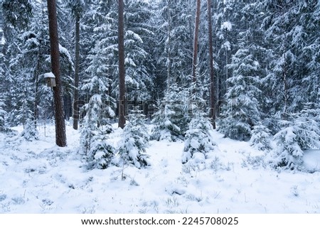 A snowy coniferous forest with a wooden nesting box on one tree on a cloudy day in Estonia, Northern Europe