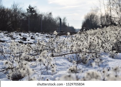 Snowy Cotton Field In Wintertime